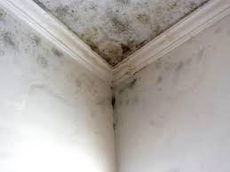 Best Mold Damage Restoration  in Makawao, HI